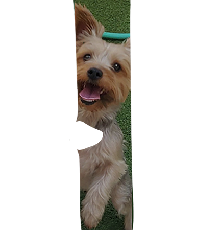 Buddy Socks – Premium Custom Socks for Buddy Fans